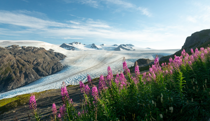Alpine wildflowers with glacier in the background