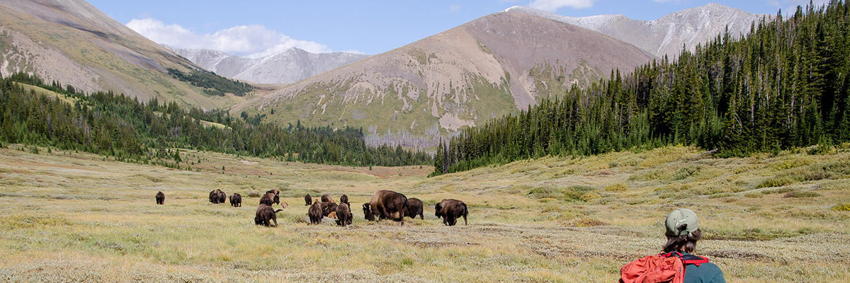 Manada de 30 bisontes en una pradera de montaña en el remoto Parque Nacional Banff con un guardaparques parcialmente visible en primer plano.