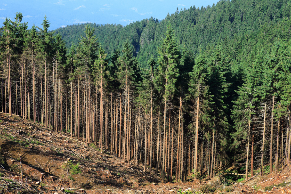 Spruce forest with a logging cut-block in the foreground.