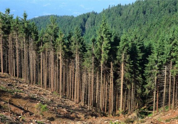 Floresta de abetos com uma área de corte para exploração madeireira em primeiro plano.