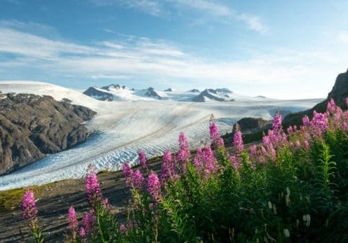 Flores silvestres alpinas com geleira ao fundo.