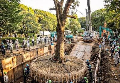 Camphor tree in Minato-ku, Tokyo root ball all bundled and tree stabilized to relocate tree for road construction.