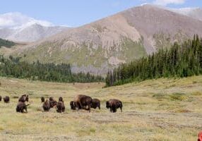 Manada de 30 bisontes em um prado de montanha no remoto Parque Nacional de Banff, com um guarda florestal parcialmente visível em primeiro plano.