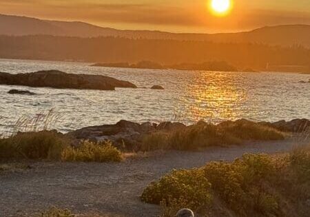 Coucher de soleil doré sur la jetée de Saxe Point, avec un jeune goéland au premier plan.